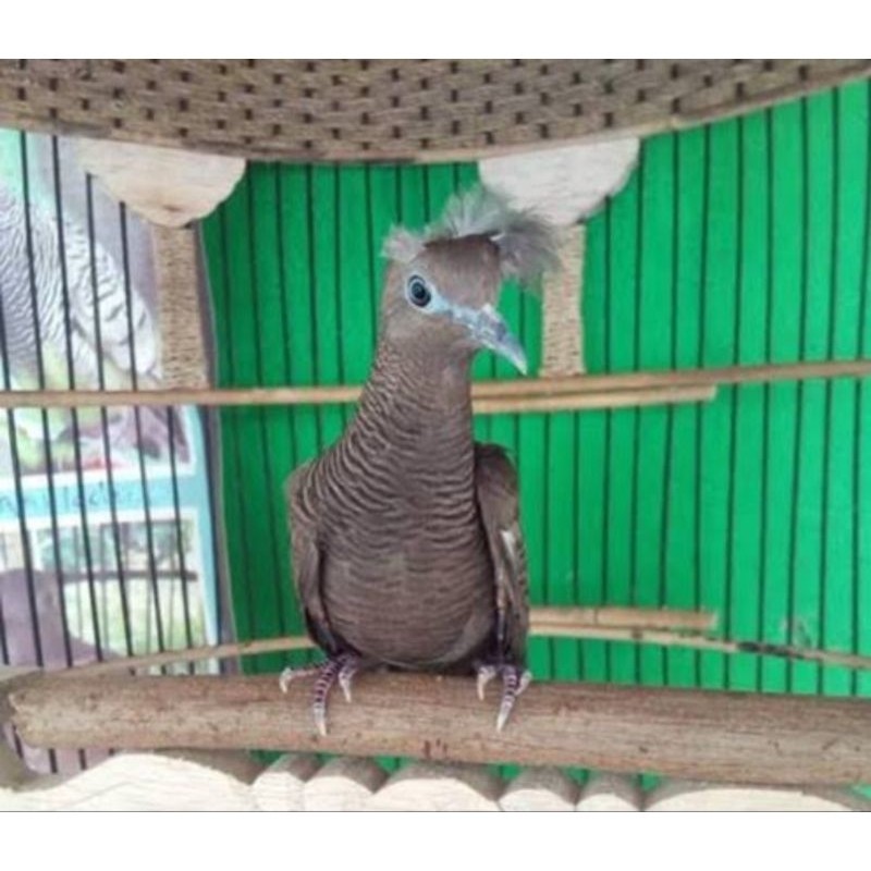 PERKUTUT HITAM CEMANI KATURANGGAN SONGGO RATU