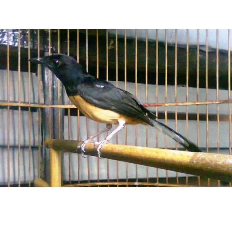 Murai Medan betina siapan ( ternak )