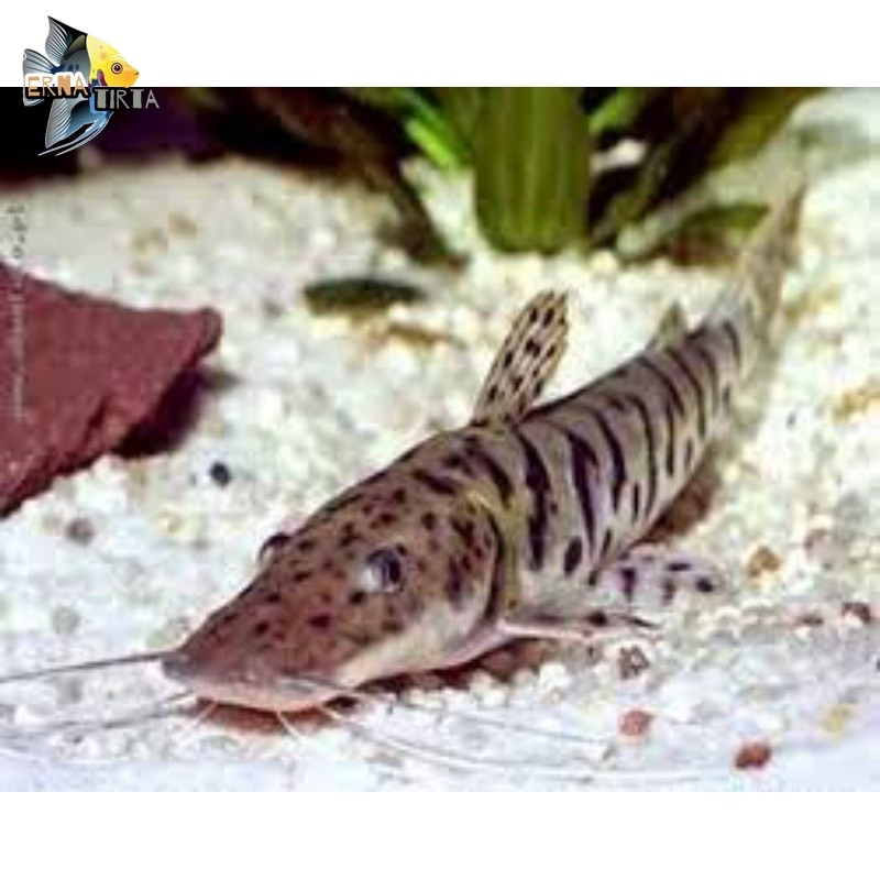 hiasan aquarium TSN catfish tanknate prdator