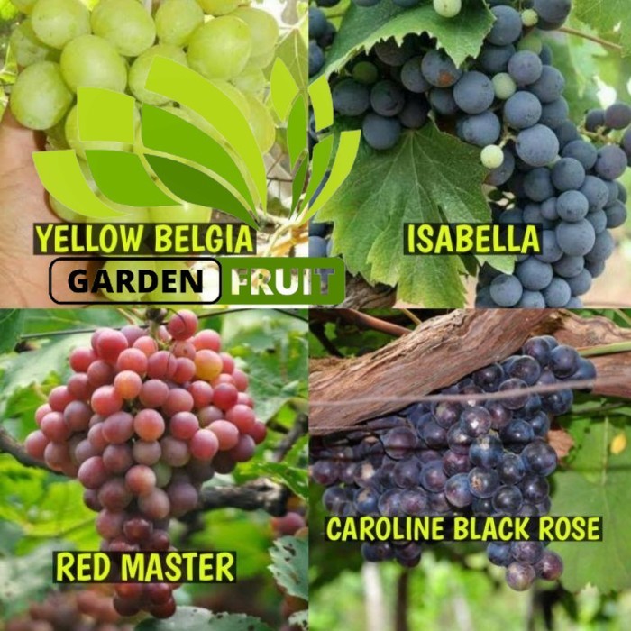 Bibit Anggur 1 Paket Isi 4 Jenis Anggur