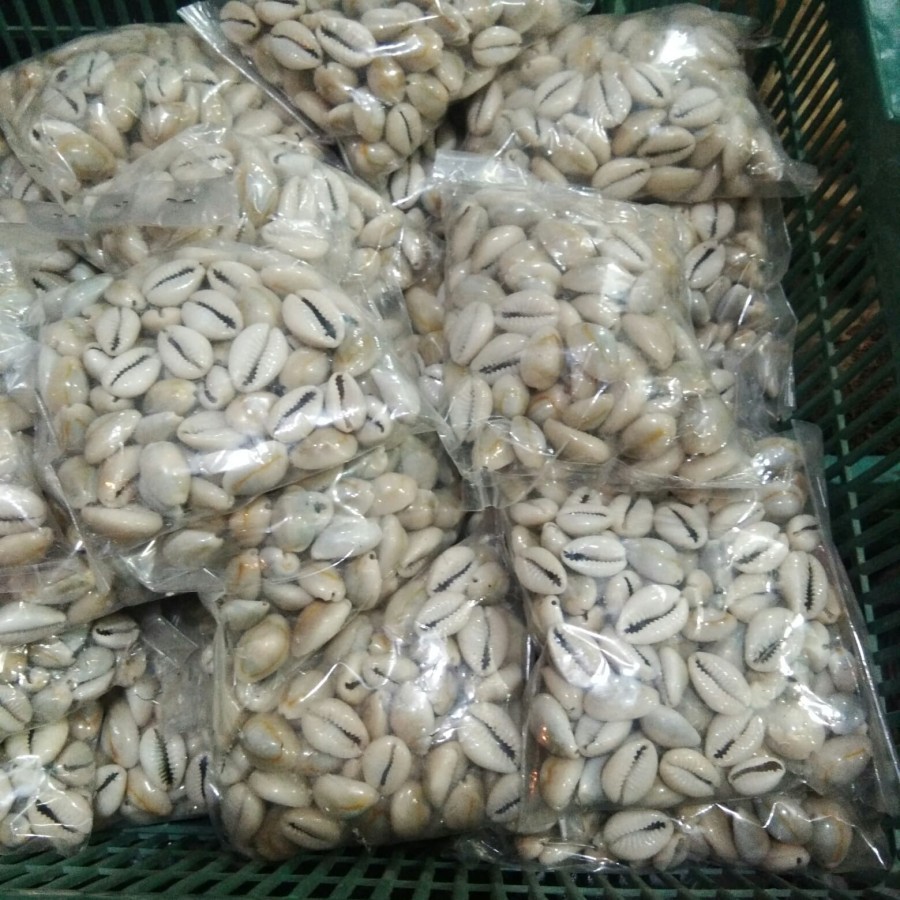 Biji Congklak Asli Kerang Besar Bagus Original Isi 100 Pcs
