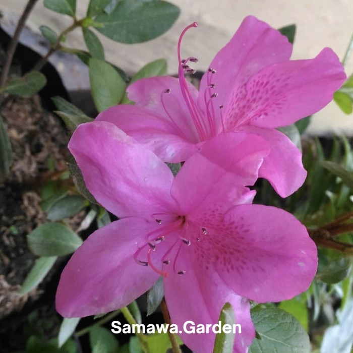 Tanaman hias bunga azalea tanaman hidup/ pink batik