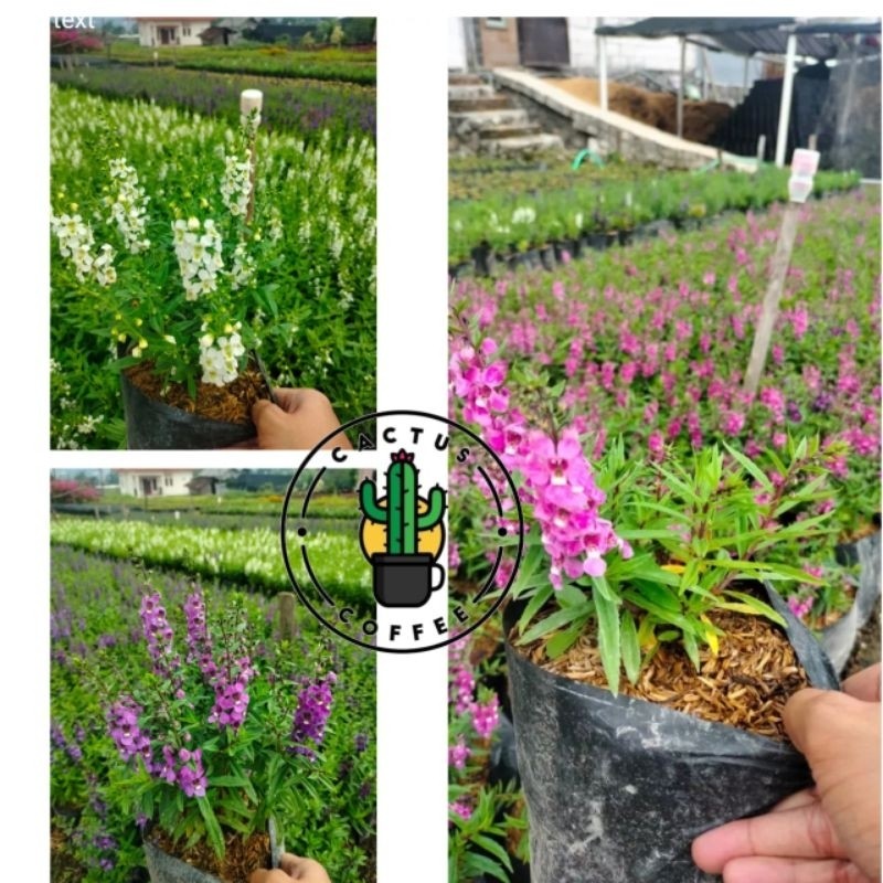 TERMURAH Bunga Lavender Asli Pengusir Nyamuk / Tanaman Hias Lavender Bunga Ungu & Putih Tanaman Hidu