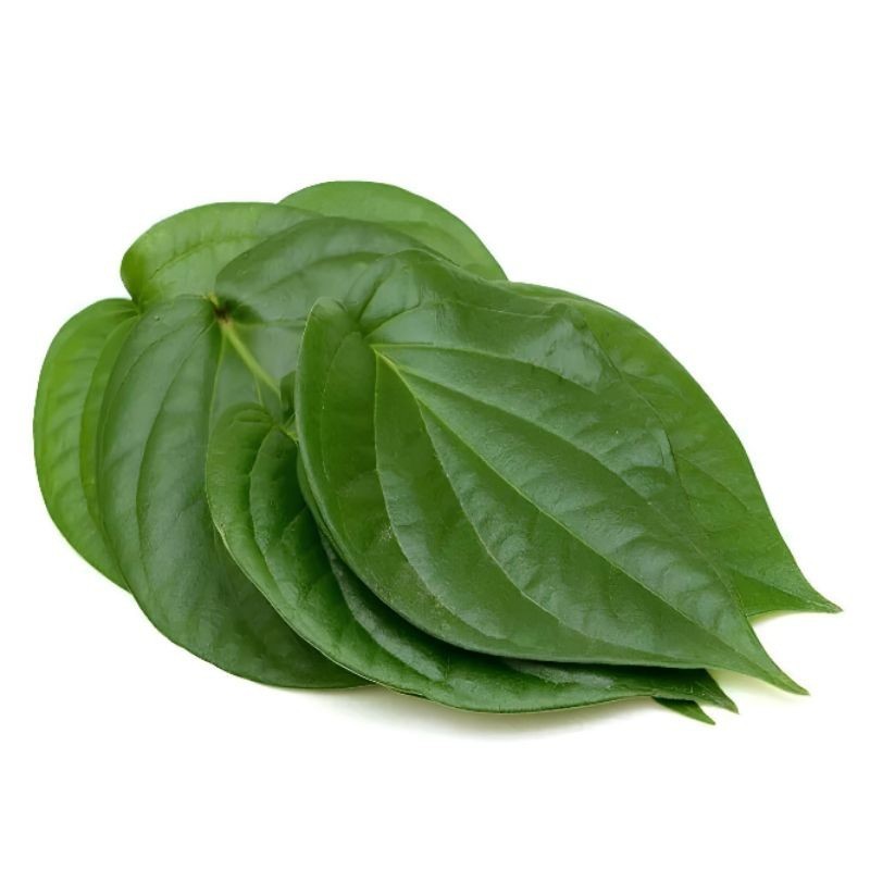 

bisa cod Daun sirih segar 30 lembar FA