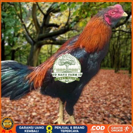 

Telur Ayam Pakhoy Full Brakot Vertil Siap Di Tetaskan Jaminan Super Oiginaal Bergaransi UD NAFII FARM ID