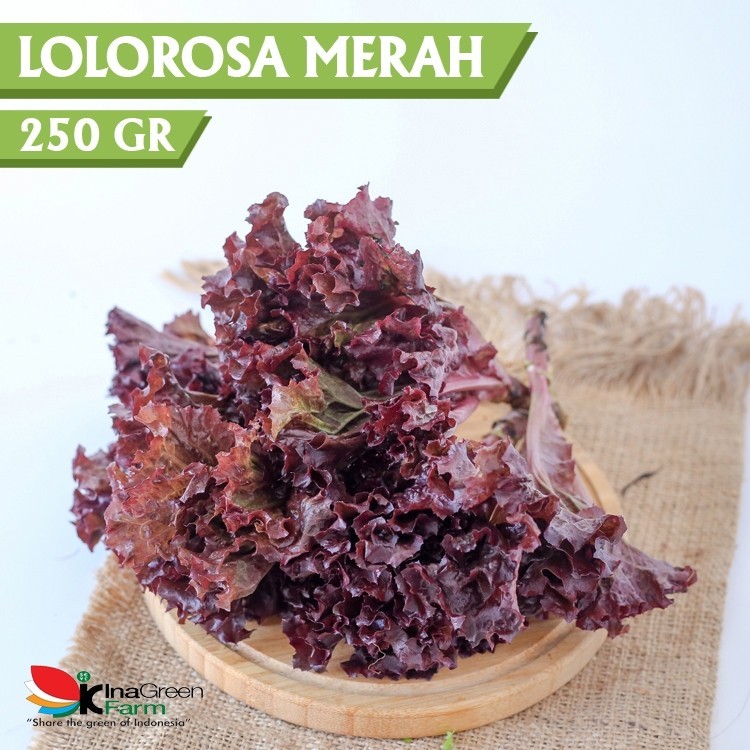 

Inagreen Farm Bandung Sayur Selada Lolorosa Organik 250 Gram