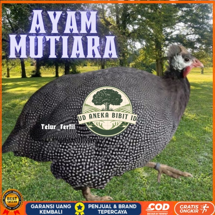 

telur ayam mutiara untuk tetaskan original berkualitas UD ANEKA BIBIT ID