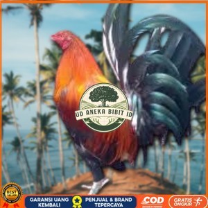 

telur ayam Philipin asli AK47 untuk di tetaskan UD ANEKA BIBIT ID