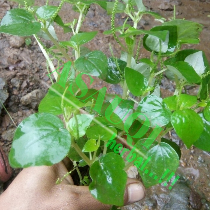 

tanaman herbal daun suruhan-tumpanga air 500 gram