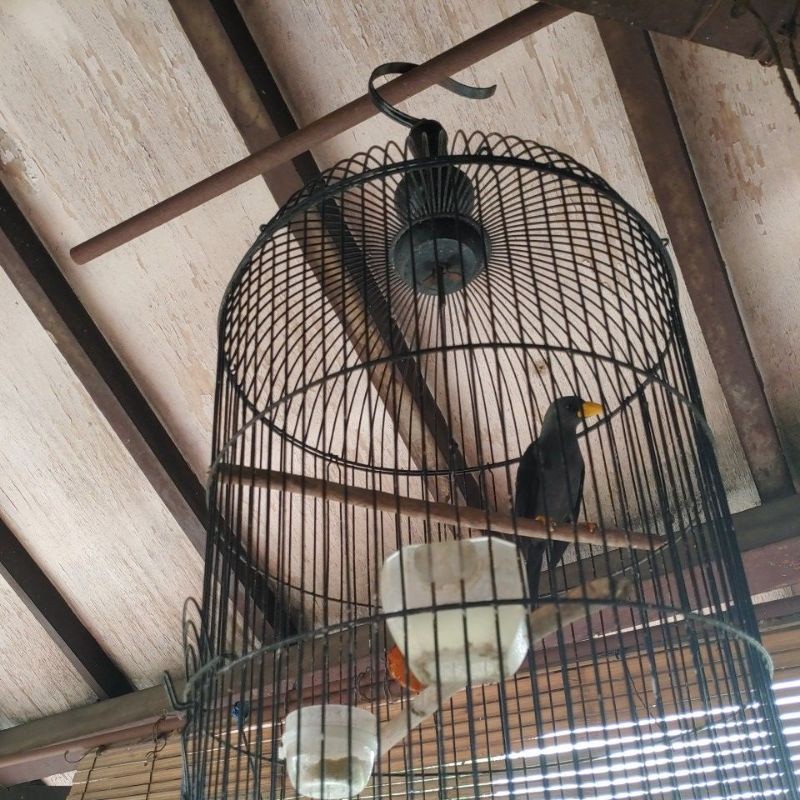 burung jalak rio- rio gacor teler