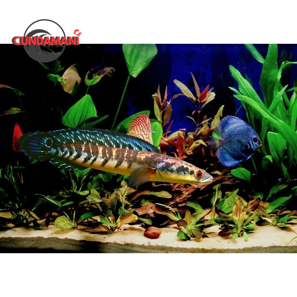 GARANSI 100% CHANNA MARU YELLOW SENTARUM 25 CM BAHAN KONTES GRADE A garansi