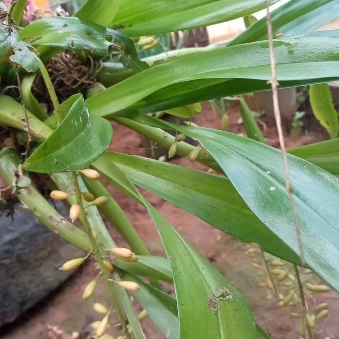 

Ready stok New anggrek bawang termurah