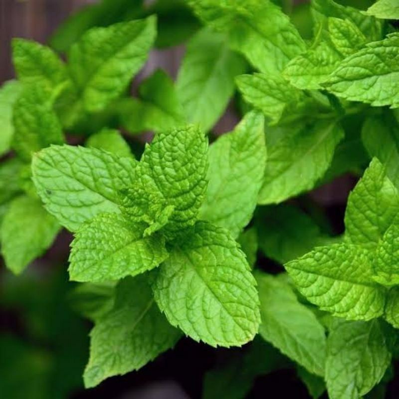 Cod Bibit Tanaman Daun Mint herbal daun mint segar .