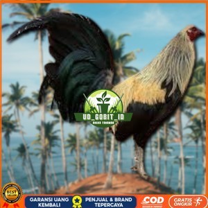 

telur ayam philipin asli AK47 bisa untuk di tetaskan bergaransi UD_GOBIT_ID