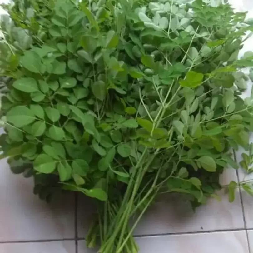 

Daun Kelor Segar (500gr)