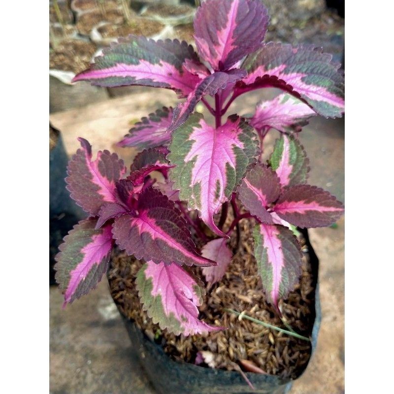 New Promo Tanaman Hias Miana Batik Ungu COD kualitas premium