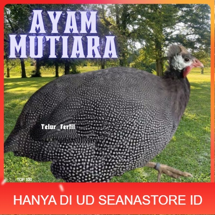 

telur ayam mutiara untuk tetaskan original berkualitas UD SEANASTORE ID