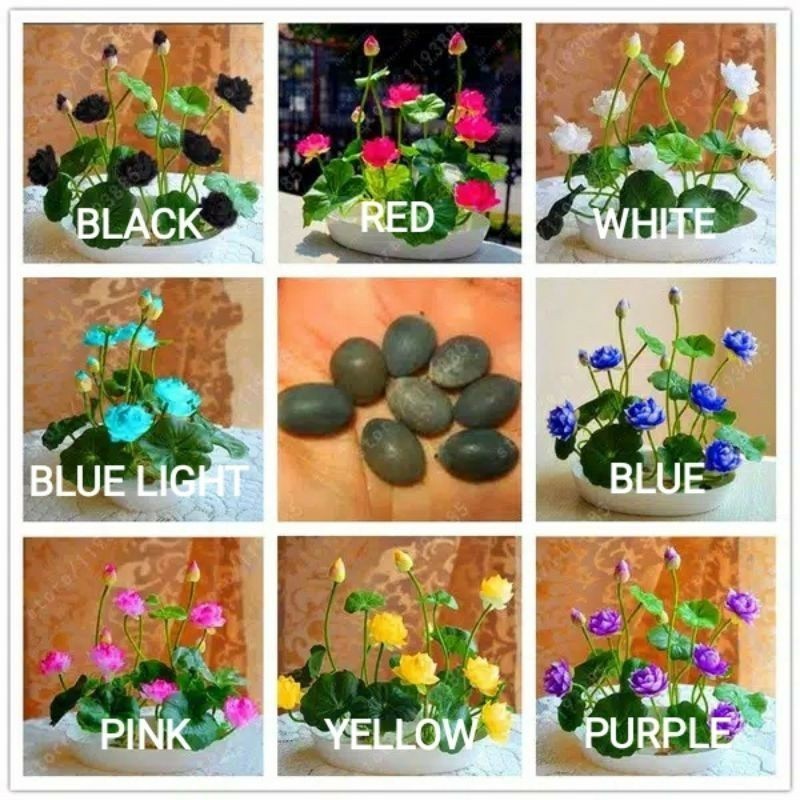 Biji Bunga Lotus Mini Import Unggul – Isi 5 Butir | Benih Teratai Bonsai Warna Cantik