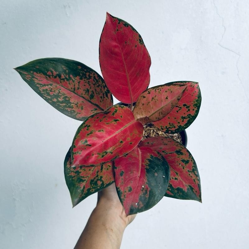 Tanaman Hias Aglonema Kochin Merah Mella - Cochin Red Mella