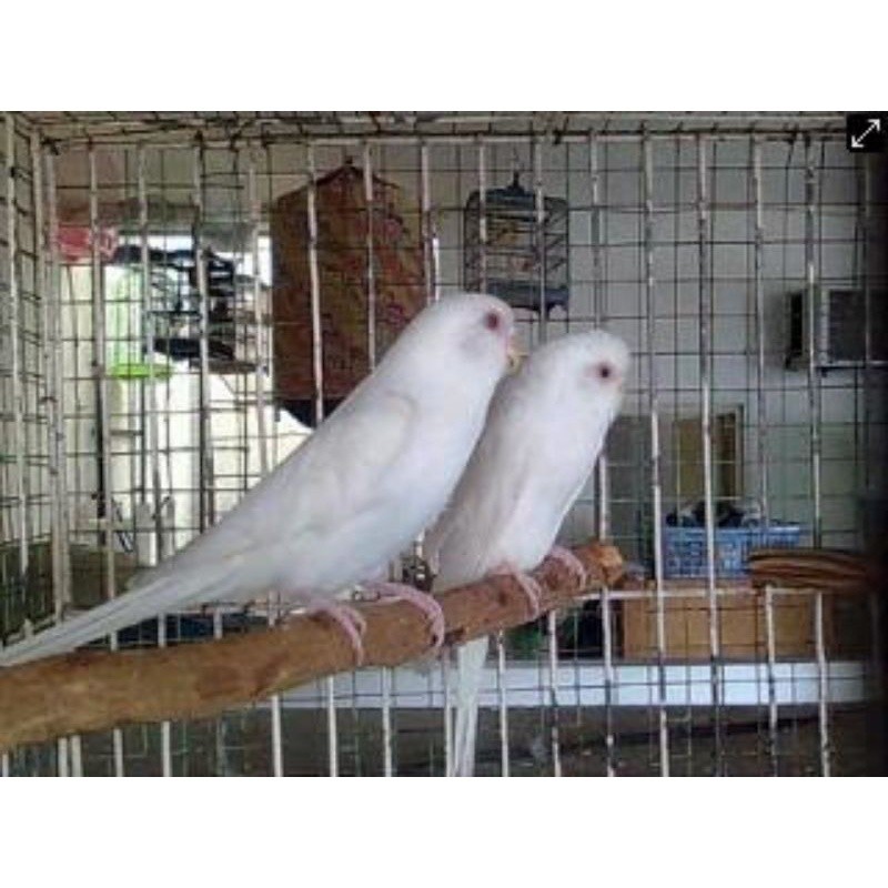 BURUNG PARKIT LUTINO-ALBINO MATA MERAH ( SATUAN/ SEPASANG )