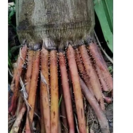 

akar pohon pinang 1000g