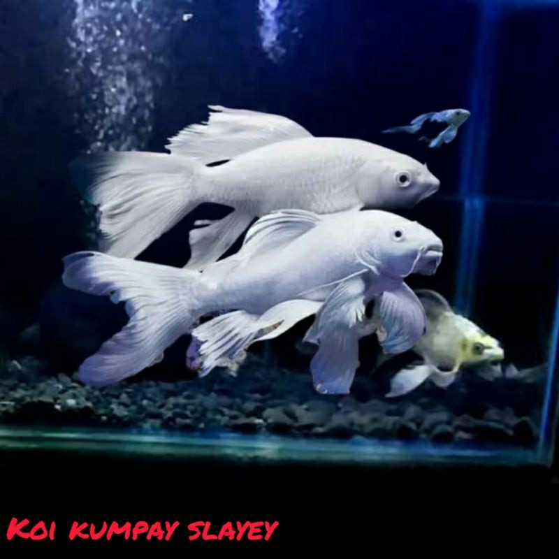 Platinum Kumpay calon gondrong bergaransi bonus pakan