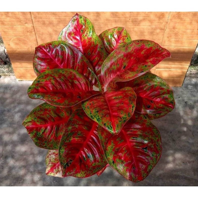 Aglonema mahaseti bibit bonggol aglonema mahaseti bibit aglonema murah