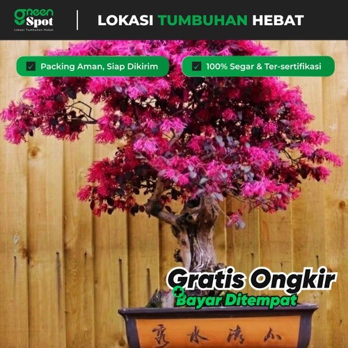 Bibit Bonsai Serut Merah