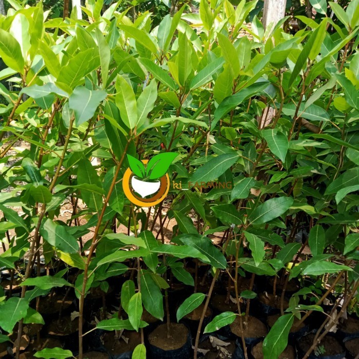 BIBIT POHON LOA BRINGIN LOA