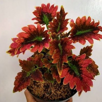 PROMO Tanaman Hias Miana Macam2 Jenis Bunga Miana Pohon Miana - Ekor Naga Merah