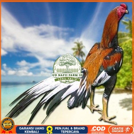 

telur ayam bangkok petarung bisa untuk di tetaskan UD NAFII FARM ID