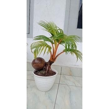 bonsai kelapa gading berkualitas + pot