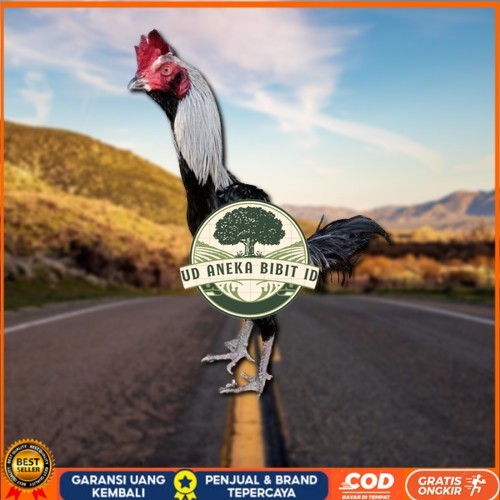 

PAMA IQ TELUR FERTIL PROMO BESAR" AN UD ANEKA BIBIT ID