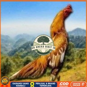 

Telur Shamo X BK clasik (telur fertil) UD ANEKA BIBIT ID