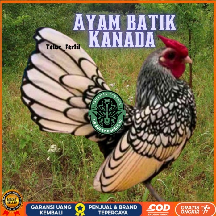 

telur ayam batik kanada / ayam kate hias untuk ditetaskan original berkualitas UD_SUPER_UNGGUL_ID