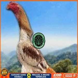 

TELUR SHAMO ORI JAPAN (TERLARIS) UD_SUPER_UNGGUL_ID