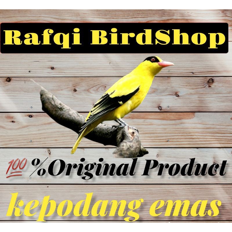 burung kepodang emas body besar jantan rawatan