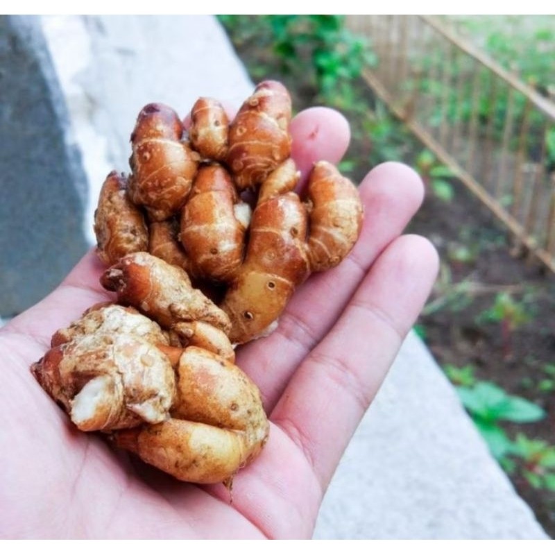 

KENCUR/ Cikur FRESH ORGANIK TERMURAH TERLARIS PASAR INDUK