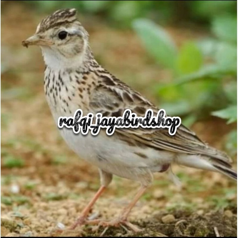 BRANJANGAN SONCA JANTAN RAWATAN BUNYI