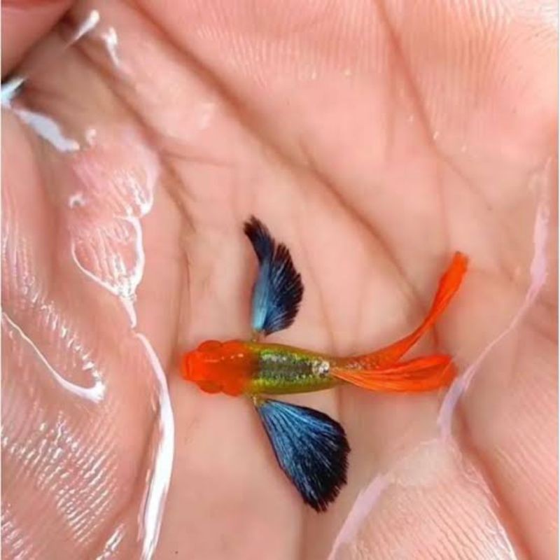 HIASAN AQUARIUM SEPASANG GUPPY PRTDE KOI GEN RIBBON LINE VIETNAM