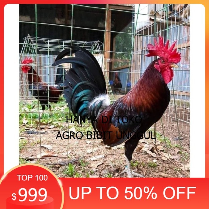 

2pcs Telur Ayam Fhilipin Hanya Untuk Ditetaskan original berkualitas agro.bibit.unggul