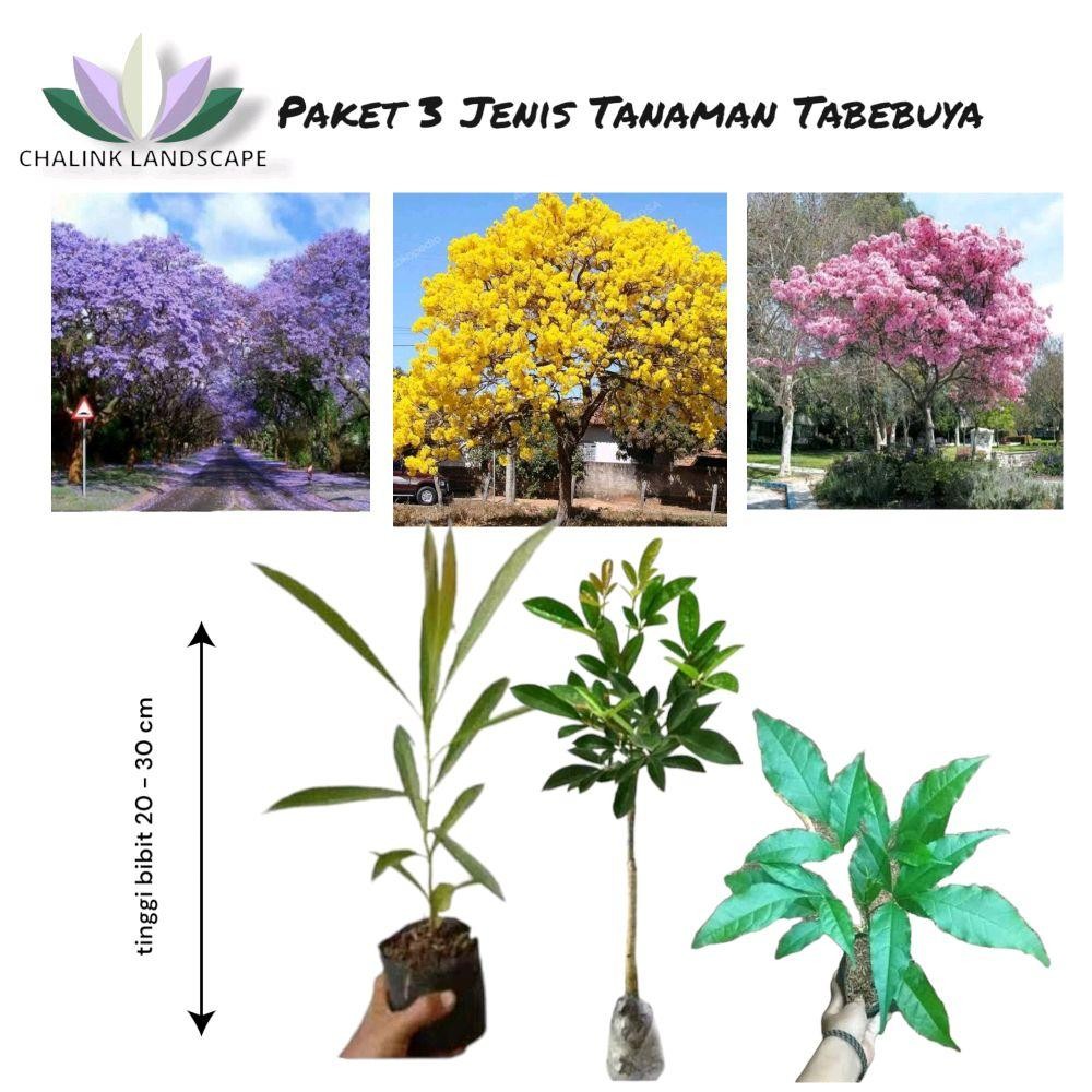 Paket 3 Tanaman Sakura Lokal / Bibit Pohon Tabebuya bunga  Pink / Tabebuya kuning / Tabebuya ungu / 