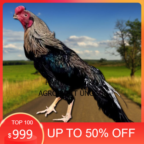 

telur ayam hias assel parrot untuk di tetaskan agro.bibit.unggul