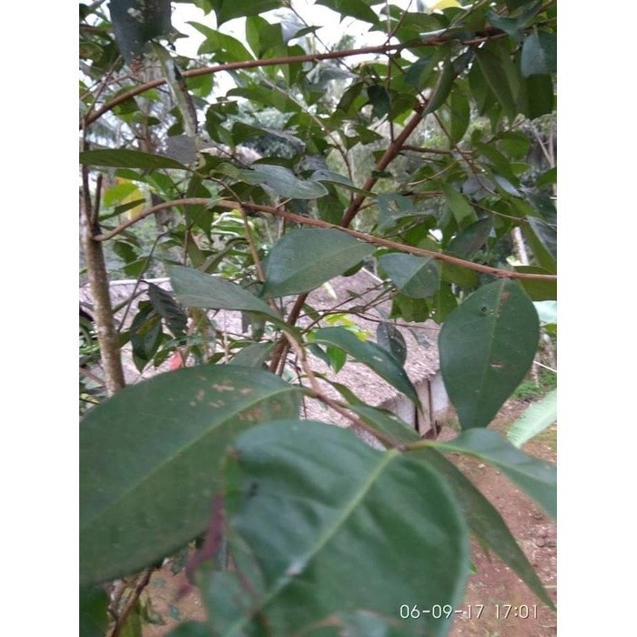 

Daun salam segar 1kg Bukan salam koja Terlaris reaady ready