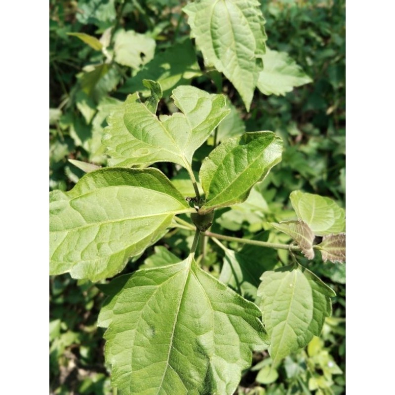 

daun kirinyuh/kopasanda segar 800gram