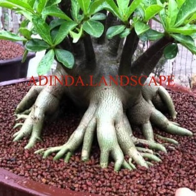 A.L Biji Benih Bibit Adenium Arabicum Black Giant