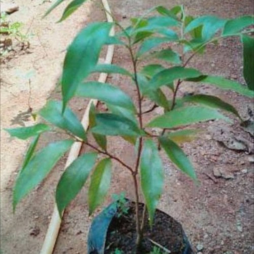 BIBIT TANAMAN KAYU GAHARU PREMIUM SUPER