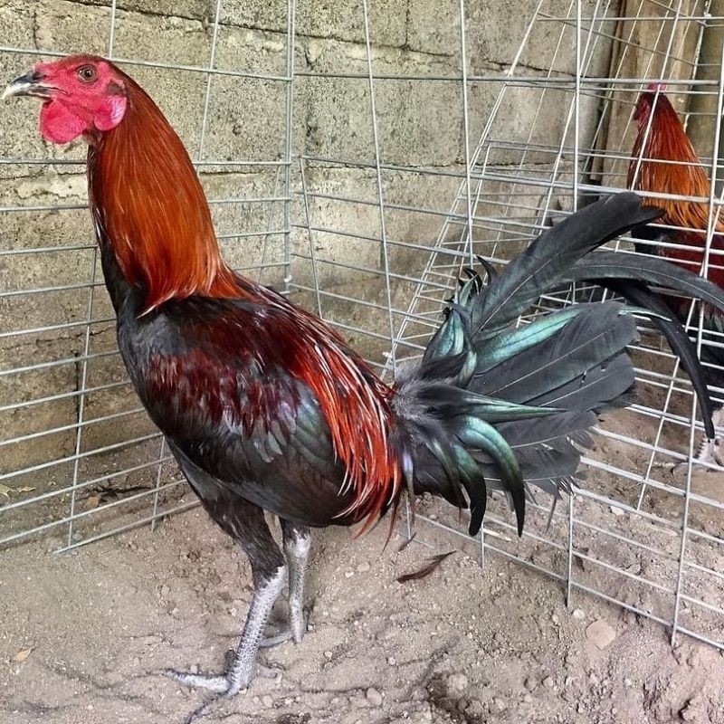 

jual telur ayam ak 37 paket 4 butir