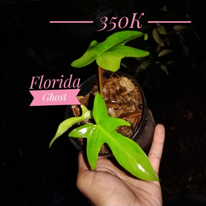 florida beauty ghost philodendron