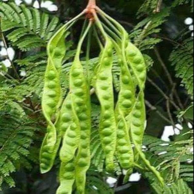 Bibit Petai Pete Hibrida Okulasi